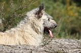 BOUVIER DES ARDENNES 119